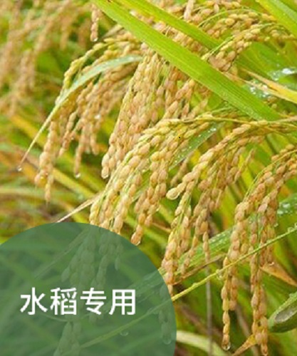 水稻刚刚施完肥就下起了大雨，稻田进行放水，肥料会跟着丢失吗？